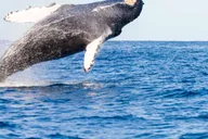 Ma'alaea Whale Watching Tour Aboard Catamaran thumbnail 3