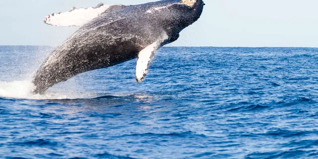 Ma'alaea Whale Watching Tour Aboard Catamaran - Image 3