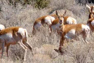 Grand Canyon Wildlife Safari with Skip-the-Line thumbnail 6