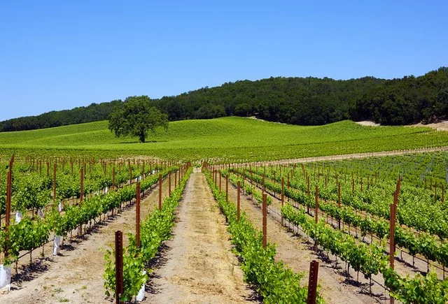 Paso Robles Wine Adventure with Pickup - Image 5