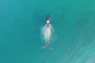 Kauai Raft Whale Watching Tour 2 hr thumbnail 5