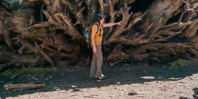 Sequoia National Park Private Guided Hiking Tour - Image 3