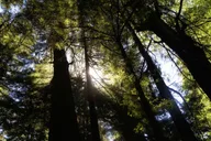 San Francisco Coastal Redwoods and Wine Tour thumbnail 6
