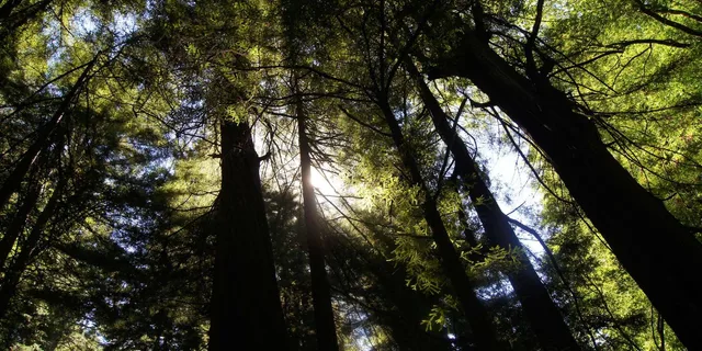 San Francisco Coastal Redwoods and Wine Tour - Image 6