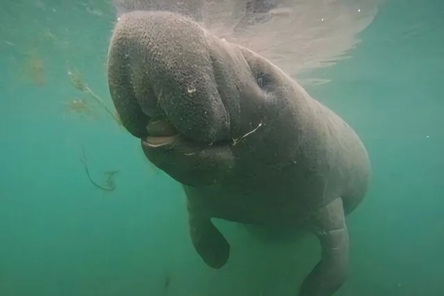 Crystal River Manatee Swim Tour with Heated Boat - Image 3