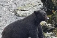 Ketchikan Wildlife and Waterfall Tour 90 min thumbnail 5