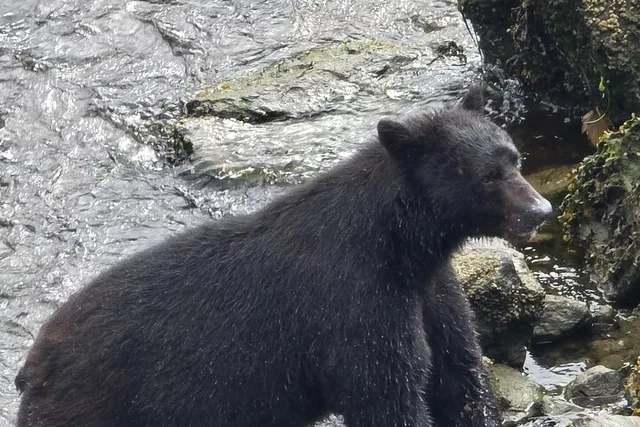 Ketchikan Wildlife and Waterfall Tour 90 min - Image 5