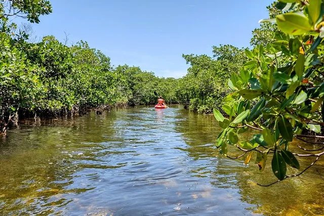 Geiger Key Mangrove Eco-Tour Adventure - Image 6
