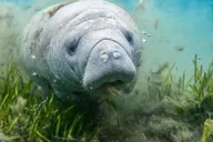 Crystal River Snorkeling Tour with Manatees thumbnail 5