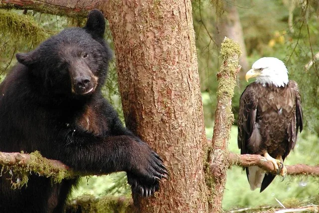 Ketchikan Custom Wildlife and More Tour 2 hr - Image 1