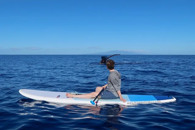 Maui Paddleboard Whale Watch - Image 1