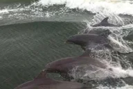 Orange Beach Dolphin Cruise thumbnail 2