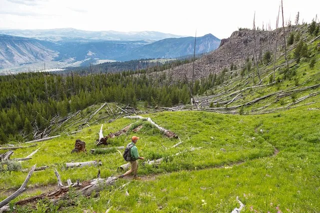 Yellowstone Sepulcher Mountain Naturalist Hike - Image 2