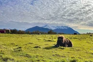 Anchorage Musk Ox Farm Tour & Scenic Drive thumbnail 3