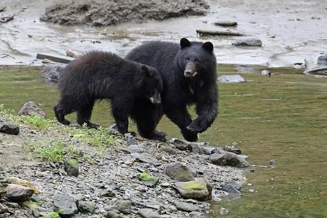 Ketchikan Black Bear Boat Expedition - Image 4