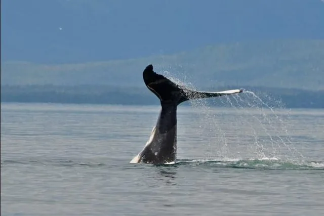 Icy Strait Whale Watching Adventure 3 hr - Image 5