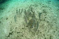 Crystal River Private Boat Tour thumbnail 4