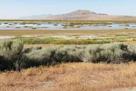 Salt Lake City Great Salt Lake Antelope Island Tour thumbnail 5