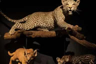 Los Angeles Natural History Museum Cat Exhibition thumbnail 1