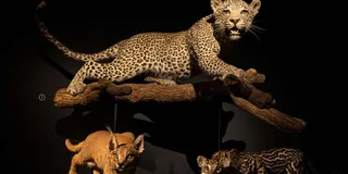 Los Angeles Natural History Museum Cat Exhibition