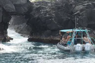 Kona Coast Snorkeling Tour with Lunch 4.5 hr thumbnail 4