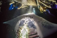 Kona Manta Ray Night Snorkel Small Group 2 hr thumbnail 1