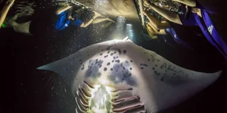 Kona Manta Ray Night Snorkel Small Group 2 hr
