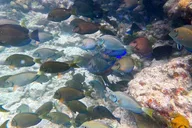 Key West Private Snorkeling Charter thumbnail 4