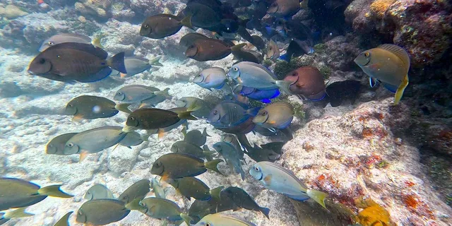 Key West Private Snorkeling Charter - Image 4