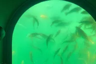 Long Beach Glass-Bottom Boat Ecotour thumbnail 1