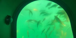 Long Beach Glass-Bottom Boat Ecotour