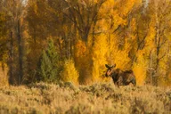 Grand Teton Wildlife Adventure at Sunrise thumbnail 6