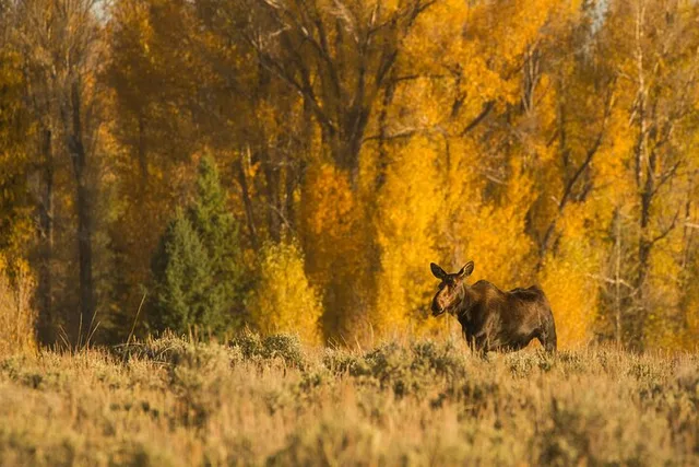 Grand Teton Wildlife Adventure at Sunrise - Image 6
