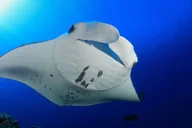 Kailua-Kona Snorkel with Manta Rays thumbnail 1