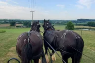 Gettysburg Horse-Drawn Carriage Tour Countryside thumbnail 1