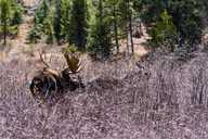 Breckenridge Hoosier Pass Private Adventure Tour thumbnail 6