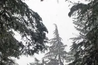 Seattle Longmire Winter Day Tour on Mount Rainier thumbnail 5