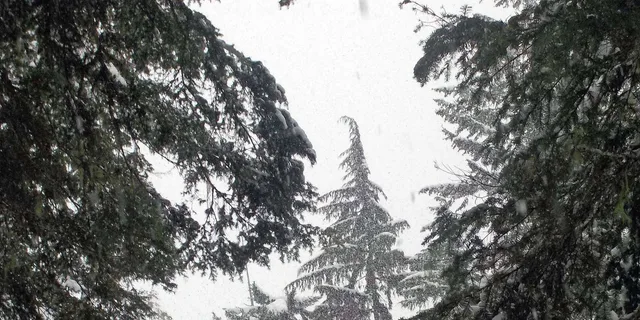 Seattle Longmire Winter Day Tour on Mount Rainier - Image 5