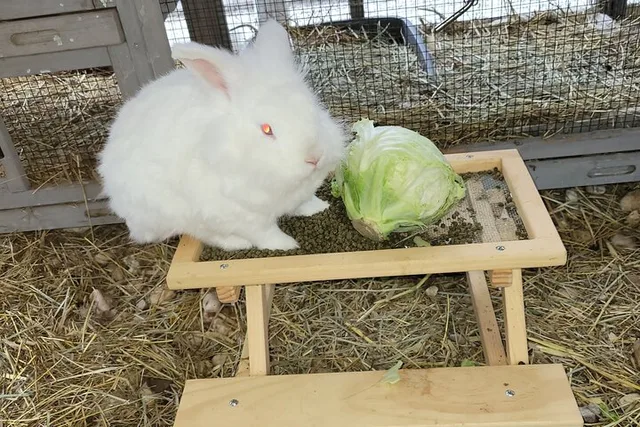 Navarre Rabbit and Chicken Petting Experience - Image 5