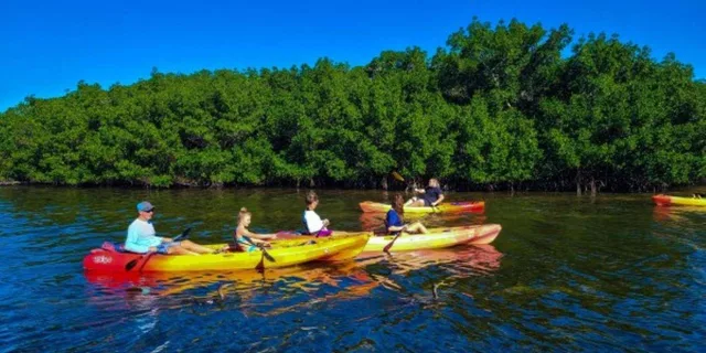 Sarasota Mangrove Kayak Tour to Hidden Beach - Image 4