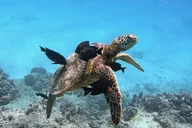 Waikiki Green Sea Turtle Snorkeling Tour thumbnail 1