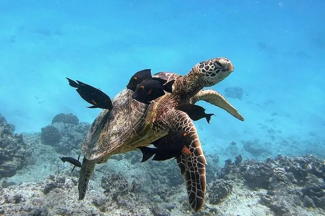 Waikiki Green Sea Turtle Snorkeling Tour - Image 1