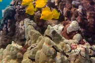 Maui Clear Kayak and Snorkel Tour thumbnail 5