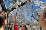 Washington DC Cherry Blossoms Walking Tour thumbnail 1