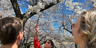 Washington DC Cherry Blossoms Walking Tour