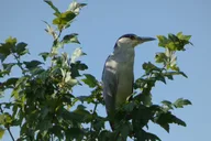 Orlando Wekiva River Kayak Tour thumbnail 5