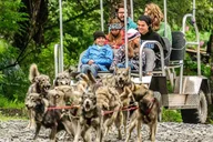 Seward Dog Sled Ride and Kennel Tour thumbnail 1