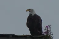 Seattle Bald Eagles Nesting Tour at Skagit River thumbnail 5