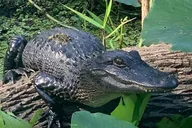 Saint Augustine Airboat Tour with Guide 90 min thumbnail 4