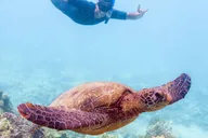 Maui Snorkeling Adventure to Molokini and Turtle Town thumbnail 1